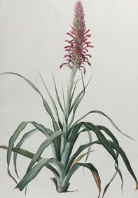 Redoute, Folio - Broad-leaved Pitcairnia (Pitcairnia Latifolia)