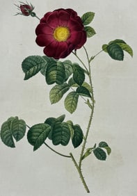 Redoute, Folio - Rose - Rosa gallica mahka (flore subsimplici)