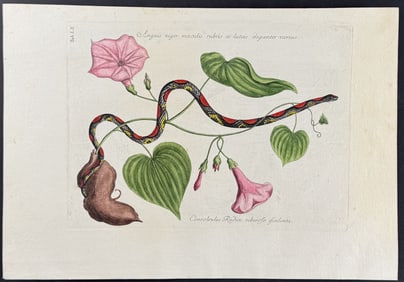Catesby - Bead Snake (Corn Snake) with Virginia Potato (Sweet Potato). 2-60