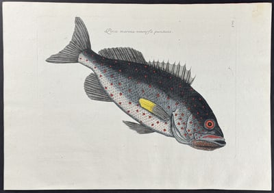 Catesby - Rock Fish. 2-5