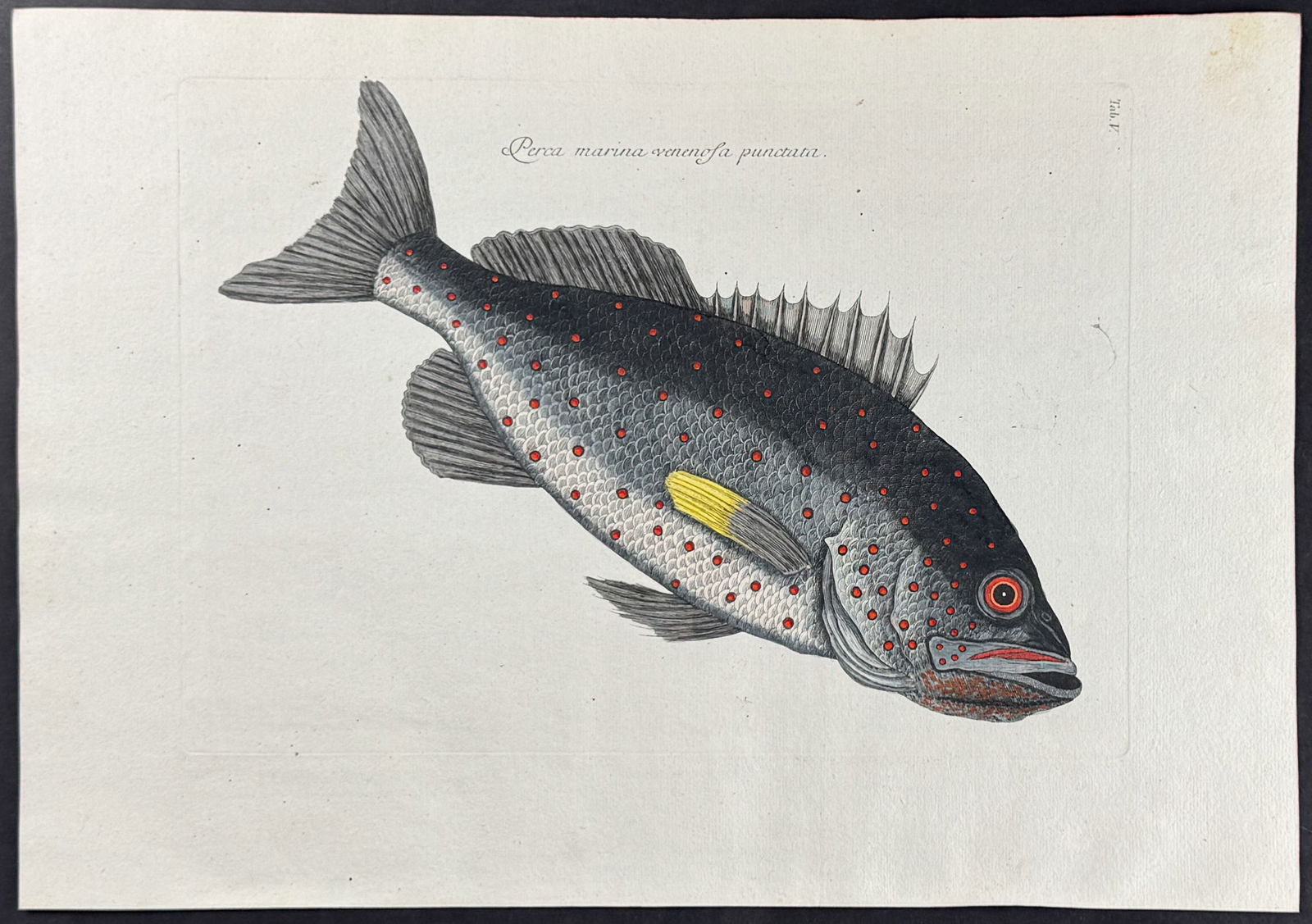 Catesby - Rock Fish. 2-5: This stunning, originally hand-colored engraving is from Mark Catesby's Piscium Serpentum Insectorum aliorumque nonnullorum animalium nec non plantarum quarundam imagines quas Marcus Catesby in poster