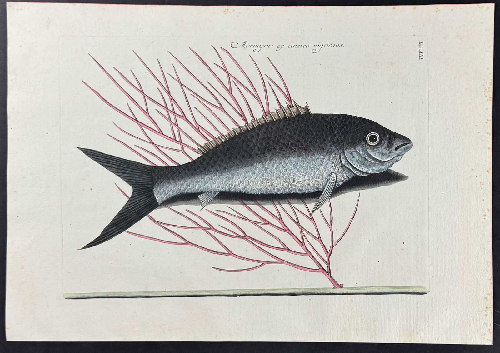 Catesby - Bone Fish with Sea Feather. 2-13: This stunning, originally hand-colored engraving is from Mark Catesby's Piscium Serpentum Insectorum aliorumque nonnullorum animalium nec non plantarum quarundam imagines quas Marcus Catesby in poster