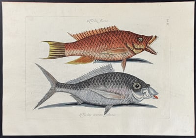 Catesby - Hog Fish & Shad. 2-11