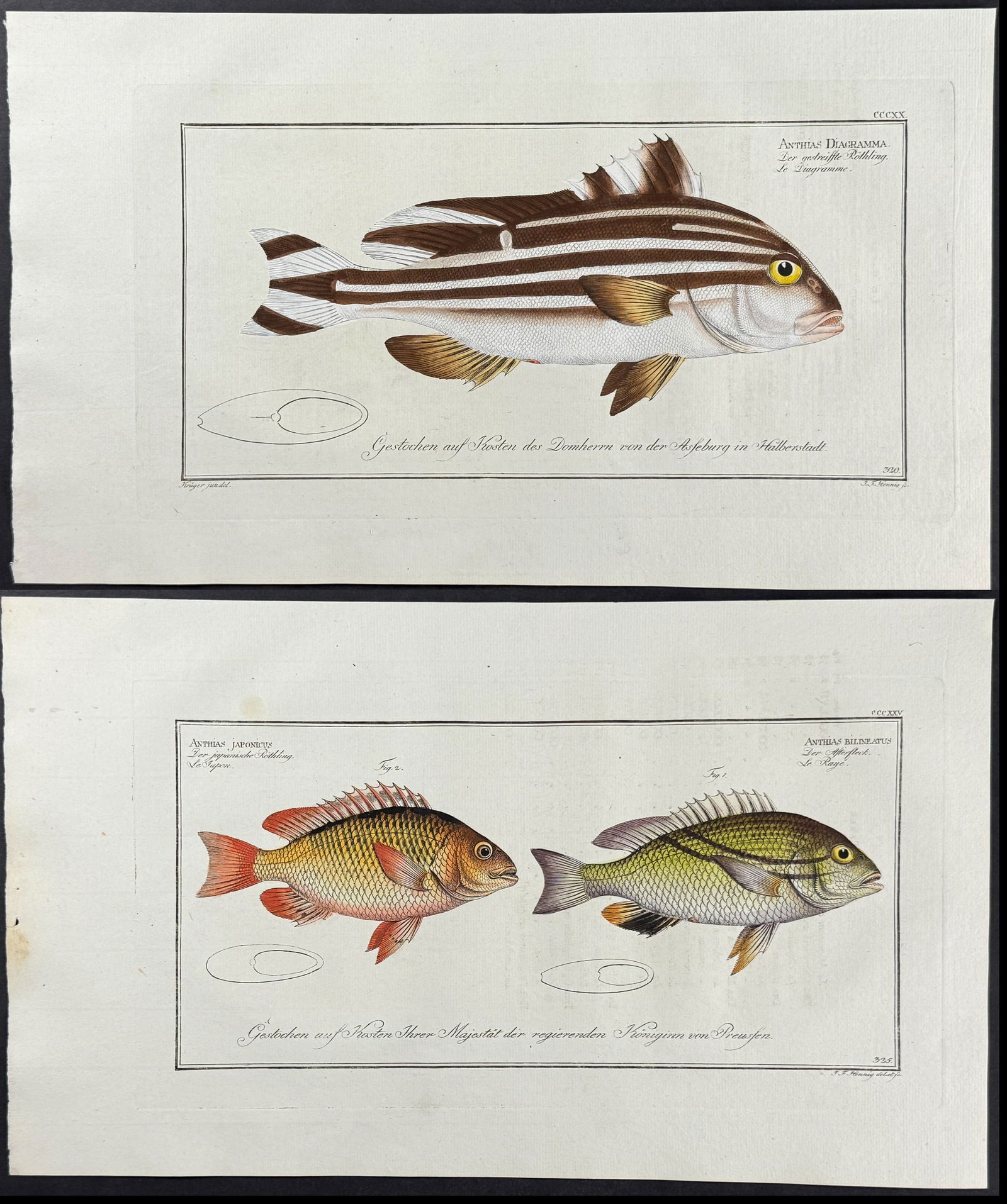 Bloch, Folio - 7 Fish or Sea Life Engravings (1 of 8)