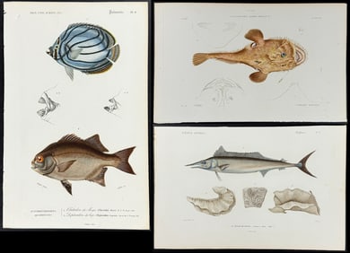 Cuvier & D'Orbigny - 11 Fish or Sea Life Engravings