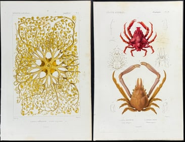 Cuvier - 7 Sea Life, Crabs, Coral Engravings
