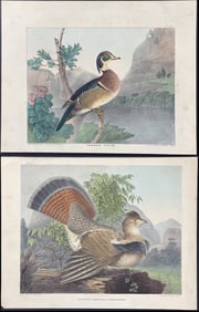 Doughty - 4 Bird Lithgoraphs