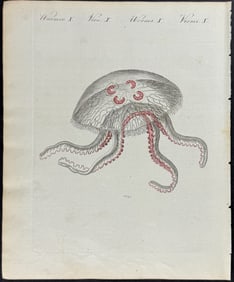 Bertuch - Jellyfish. 10