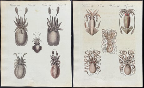 Bertuch - Pair of Octopus & Squid Engravings