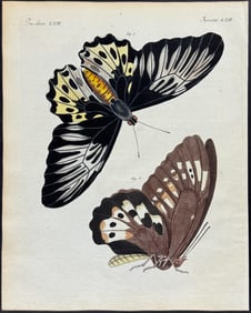Bertuch - Butterflies. 63