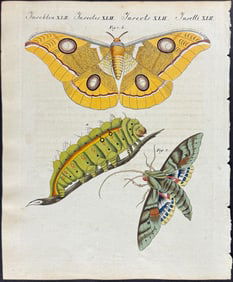 Bertuch - Moth Metamorphosis. 42