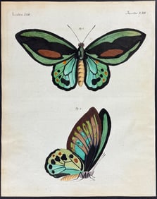 Bertuch - Birdwing Butterfly. 62