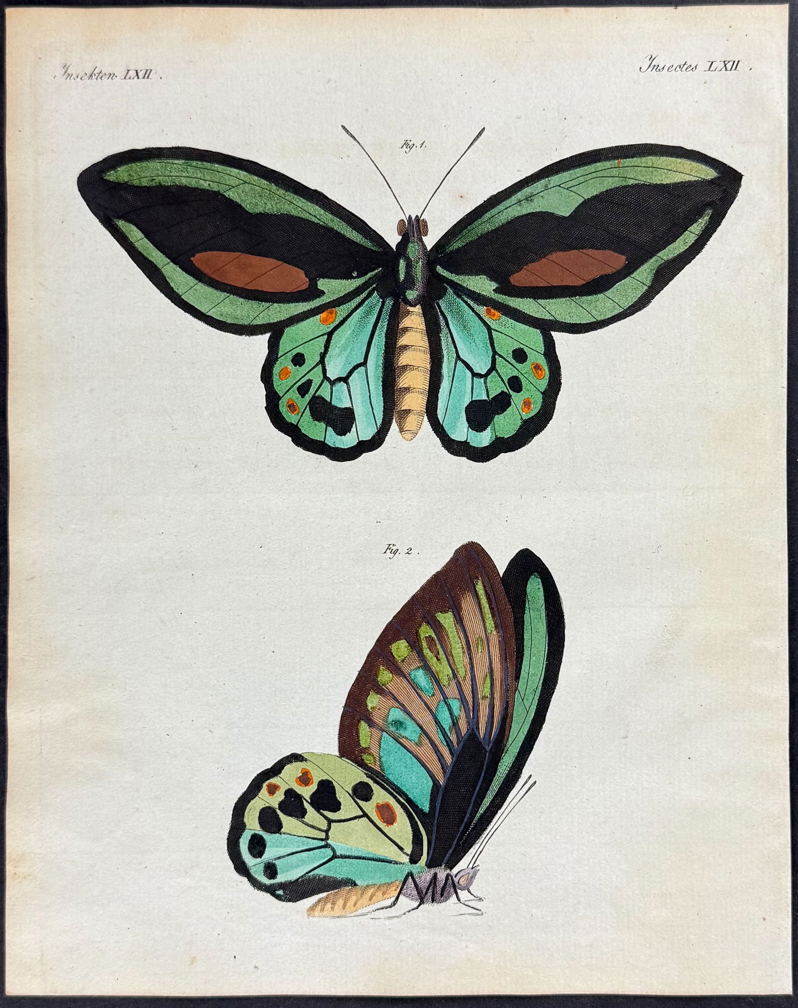 Bertuch - Birdwing Butterfly. 62 (1 of 1)