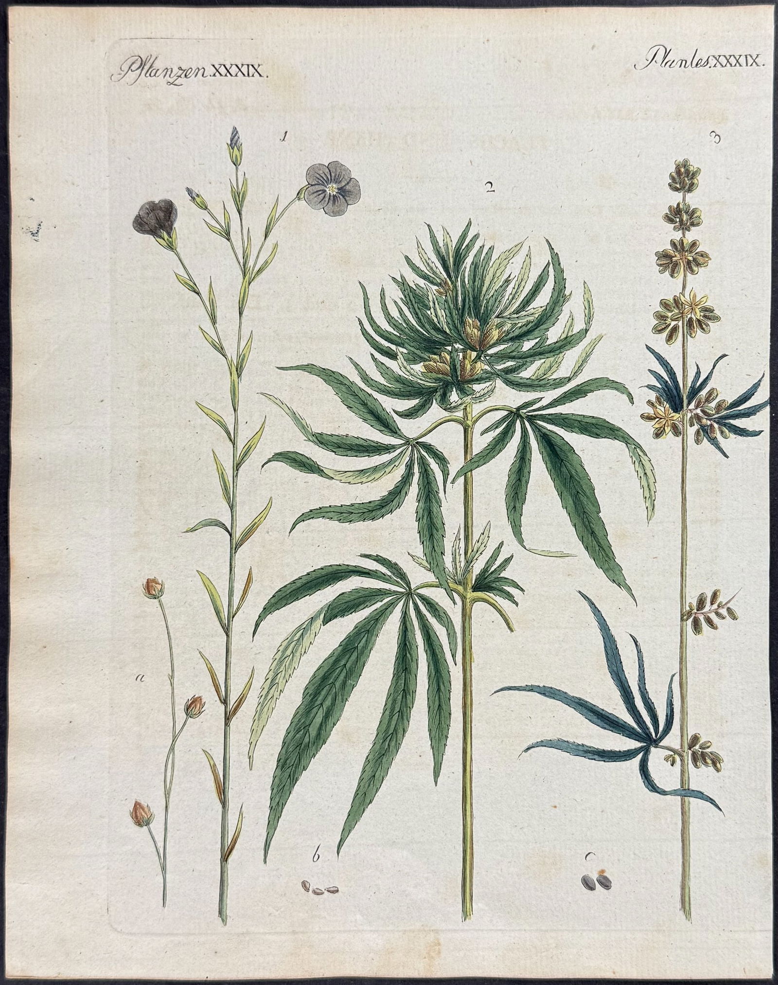 Bertuch - Marijuana or Cannibis & Flowers. 39 (1 of 1)