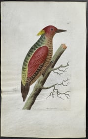 Shaw & Nodder, On Vellum - Red-winged Woodpecker. 413