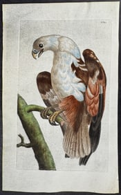 Shaw & Nodder, On Vellum - Pondicherry Eagle. 389