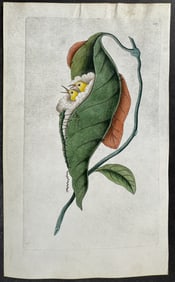 Shaw & Nodder, On Vellum - Tailor Warbler. 237