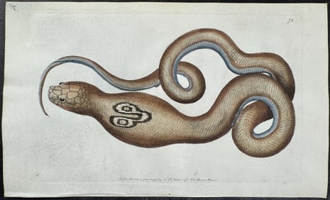 Shaw & Nodder, On Vellum - Spectacle Snake or Cobra de Capello. 74