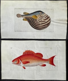 Shaw & Nodder, On Vellum - 3 Fish or Sea Life Engravings