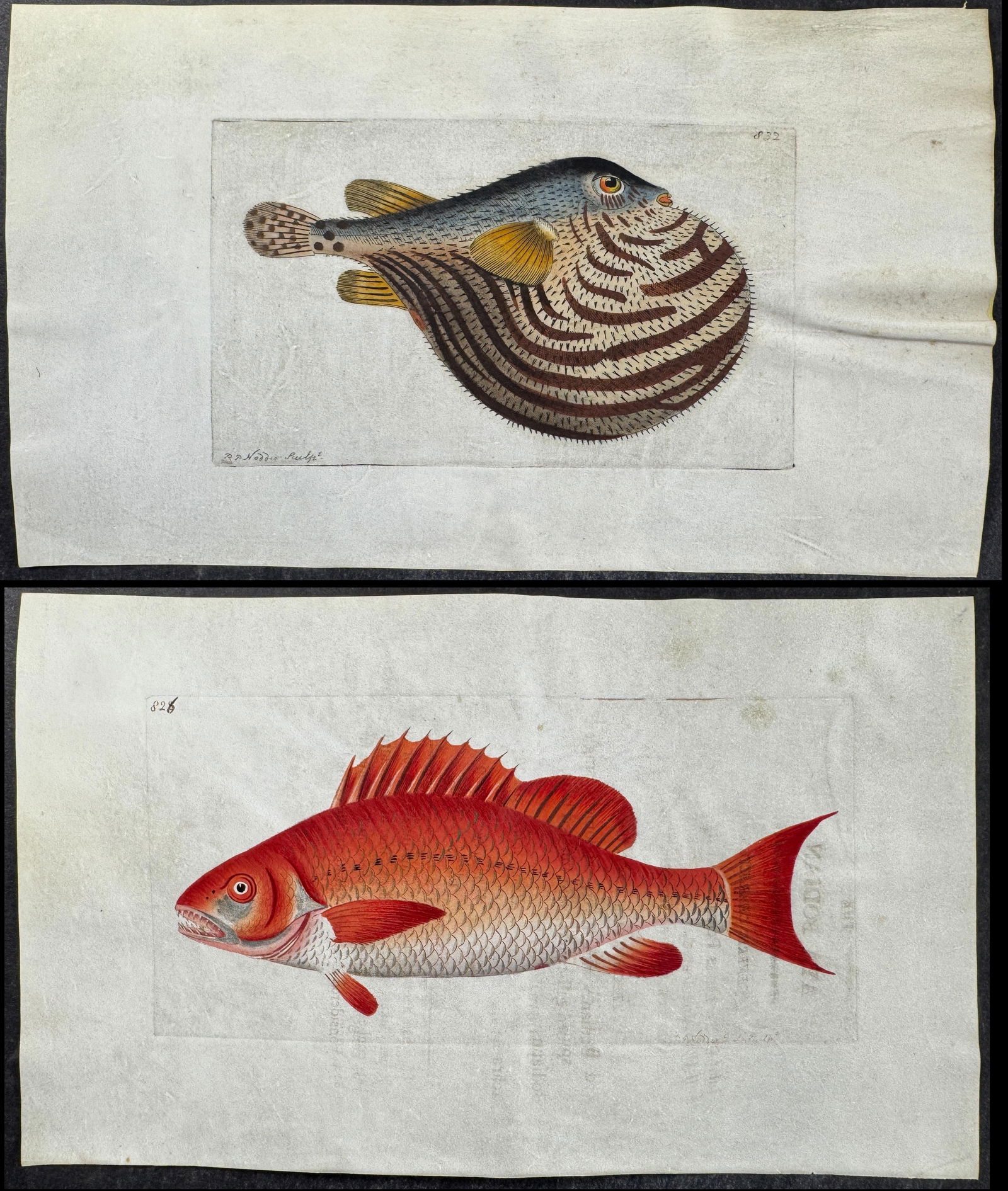 Shaw & Nodder, On Vellum - 3 Fish or Sea Life Engravings (1 of 4)