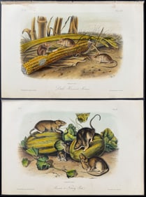 Audubon - 3 Rat & Mouse Lithographs