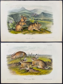 Audubon - Pair of Hare Lithographs