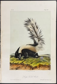 Audubon - Large-tailed Skunk. 102