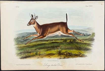 Audubon - Long-tailed Deer. 118
