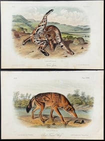 Audubon - Pair of Lithographs of Wolf & Lynx