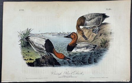 Audubon - Canvass Back Duck. 395