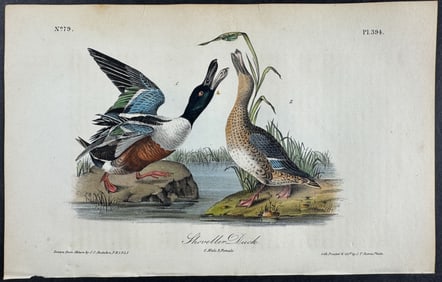 Audubon - Shoveller Duck. 394