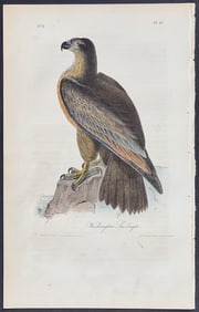 Audubon - Washington Sea Eagle. 13