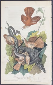 Audubon - Ferruginous Mocking Bird. 141