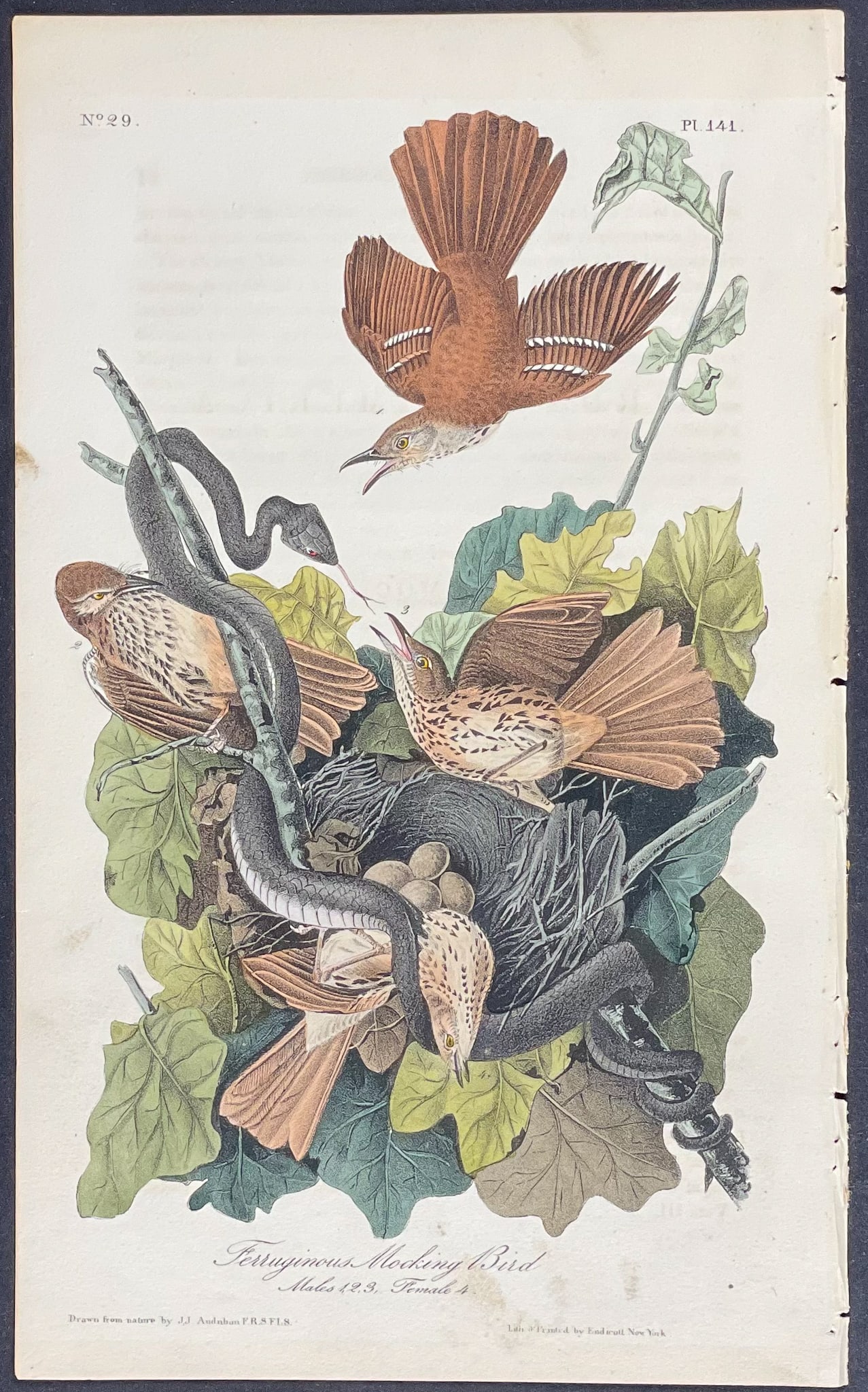 Audubon - Ferruginous Mocking Bird. 141 (1 of 1)