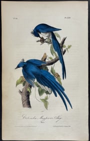 Audubon - Columbia Magpie or Jay. 229