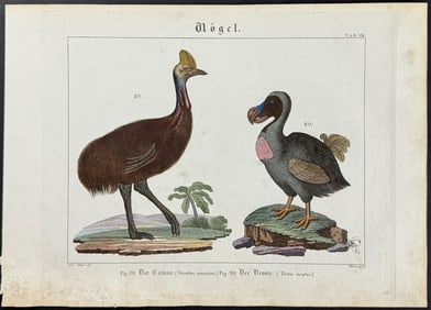 Wilmsens - Dodo Bird & Cassowary. 7