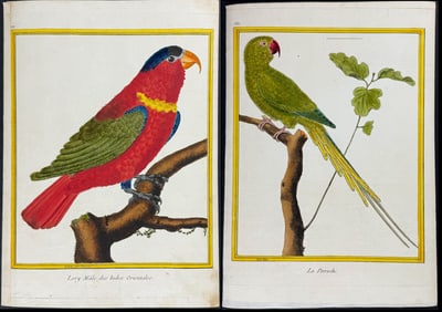 Martinet & Buffon - 5 Parrot Engravings