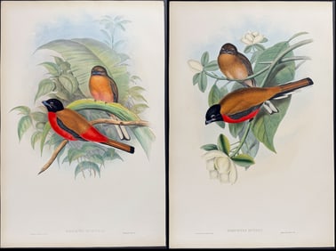 Gould - Pair of Trogon Lithographs