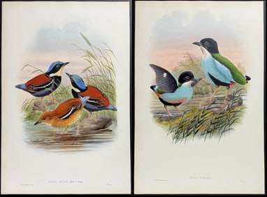 Gould - 4 Pitta Lithographs