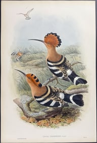 Gould - Indian Hoopoe