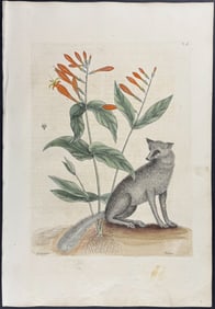 Catesby, First Ed - Grey Fox with Indian Pink. 2-78