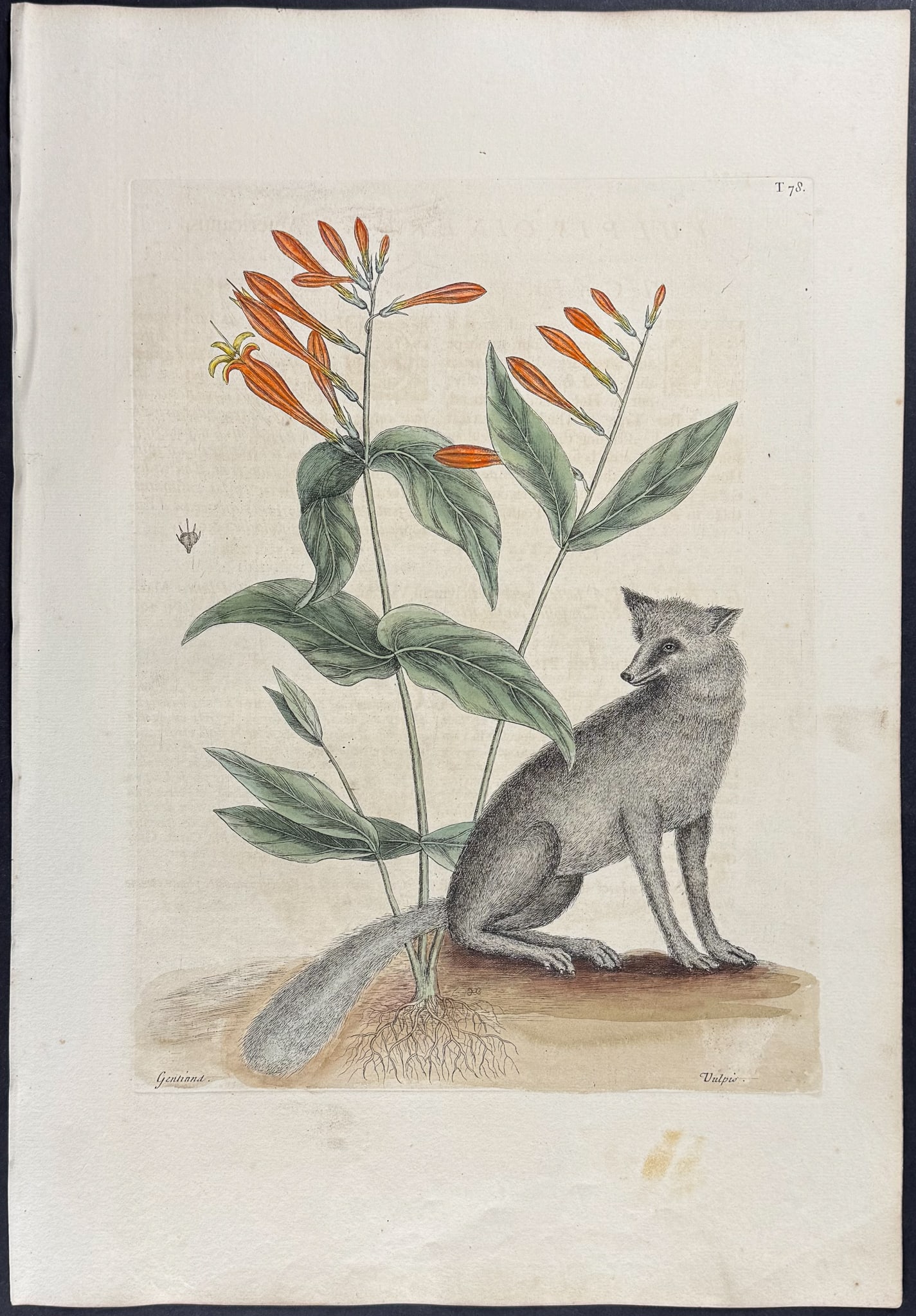Catesby, First Ed - Grey Fox with Indian Pink. 2-78: We are pleased to offer this folio engraving from Mark Catesby?s The Natural History of Carolina, Florida and the Bahama Islands: Containing the Figures of Birds, Beasts, Fishes, Serpents, Insects, an