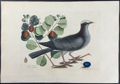 Catesby, First Ed - White Crowned Pigeon with Cocoa Plum. 1-25