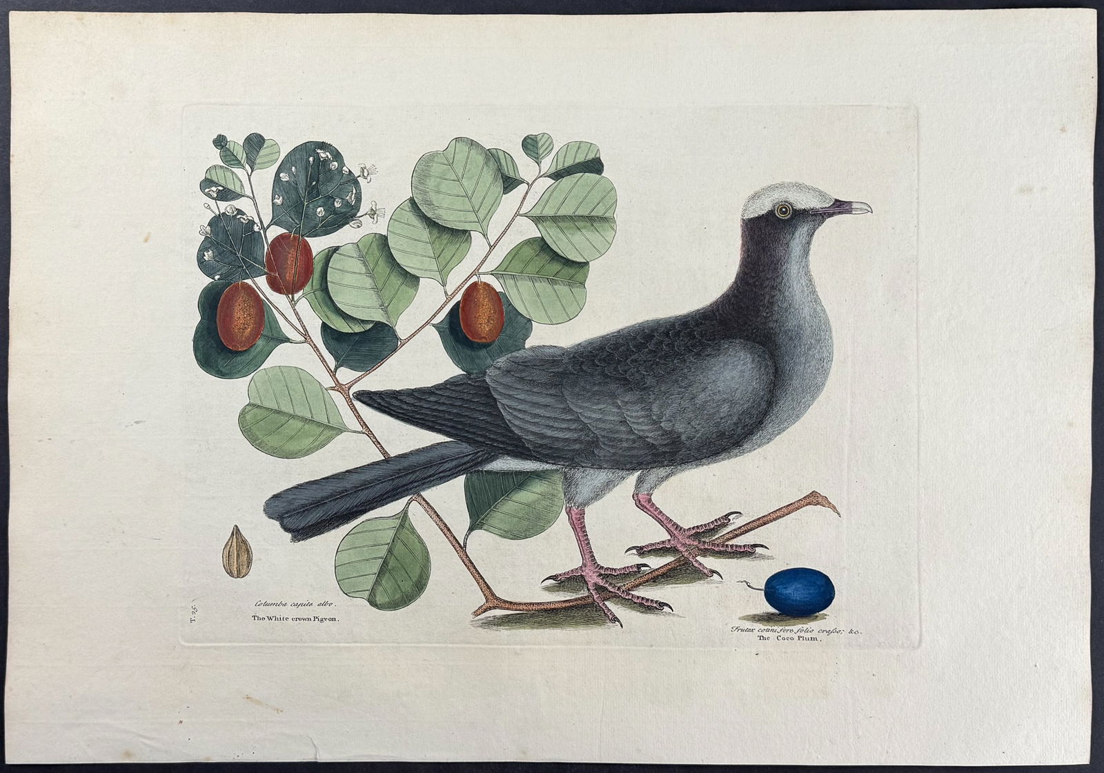 Catesby, First Ed - White Crowned Pigeon with Cocoa Plum. 1-25: We are pleased to offer this folio engraving from Mark Catesby?s The Natural History of Carolina, Florida and the Bahama Islands: Containing the Figures of Birds, Beasts, Fishes, Serpents, Insects, an