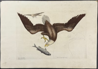 Catesby, First Ed - Bald Eagle. 1-1