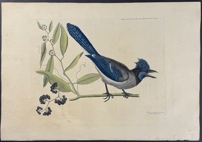 Catesby, First Ed - Blue Jay with Bay leaved Smilax. 1-15