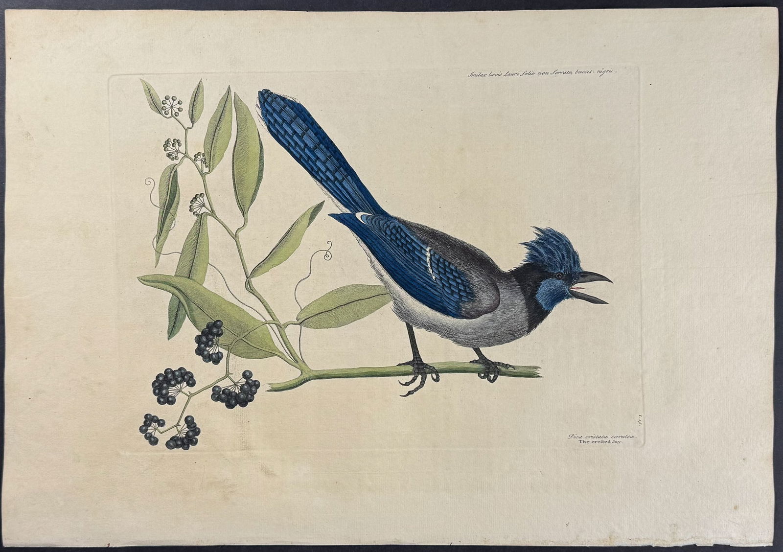 Catesby, First Ed - Blue Jay with Bay leaved Smilax. 1-15: We are pleased to offer this folio engraving from Mark Catesby?s The Natural History of Carolina, Florida and the Bahama Islands: Containing the Figures of Birds, Beasts, Fishes, Serpents, Insects, an