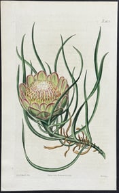 Curtis - Smooth Protea. 2439