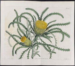 Curtis - Long-leaved Dryandra (Native to Australia). 1582