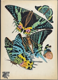 Seguy - Butterfly or Moth Pochoir. 7